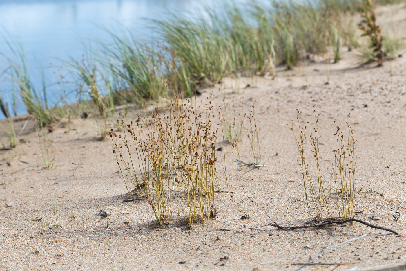 Изображение особи Juncus alpino-articulatus.