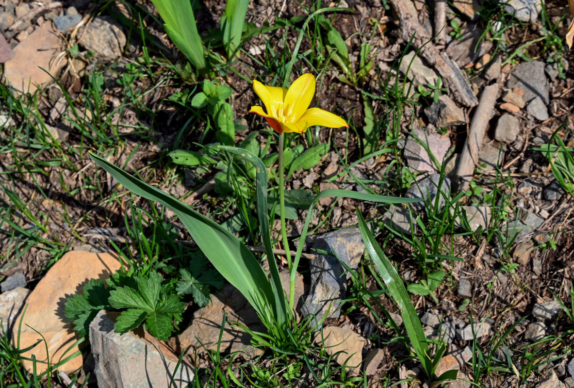 Изображение особи Tulipa anadroma.