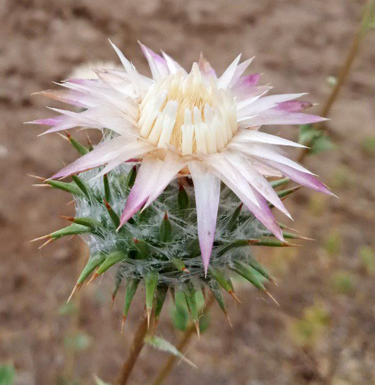 Изображение особи Cousinia rotundifolia.