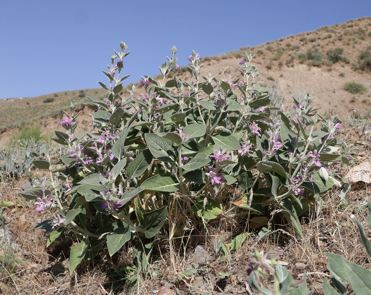 Изображение особи Phlomis thapsoides.