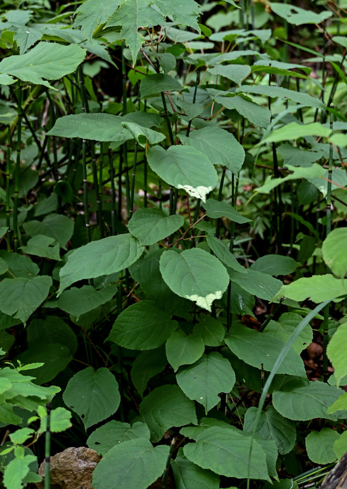 Изображение особи Actinidia kolomikta.