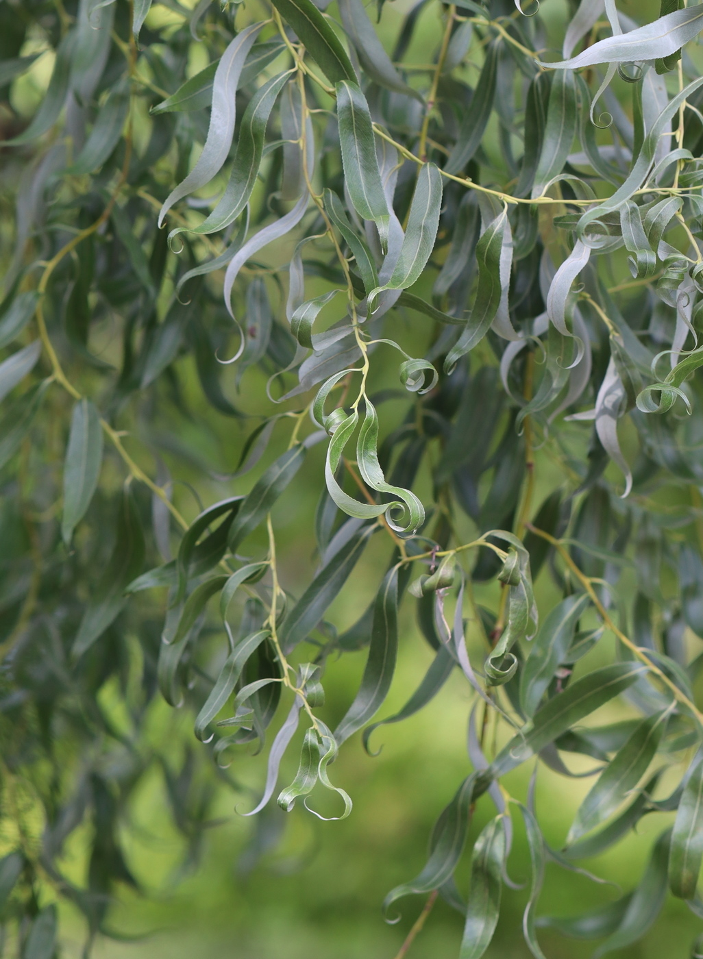 Image of Salix matsudana specimen.