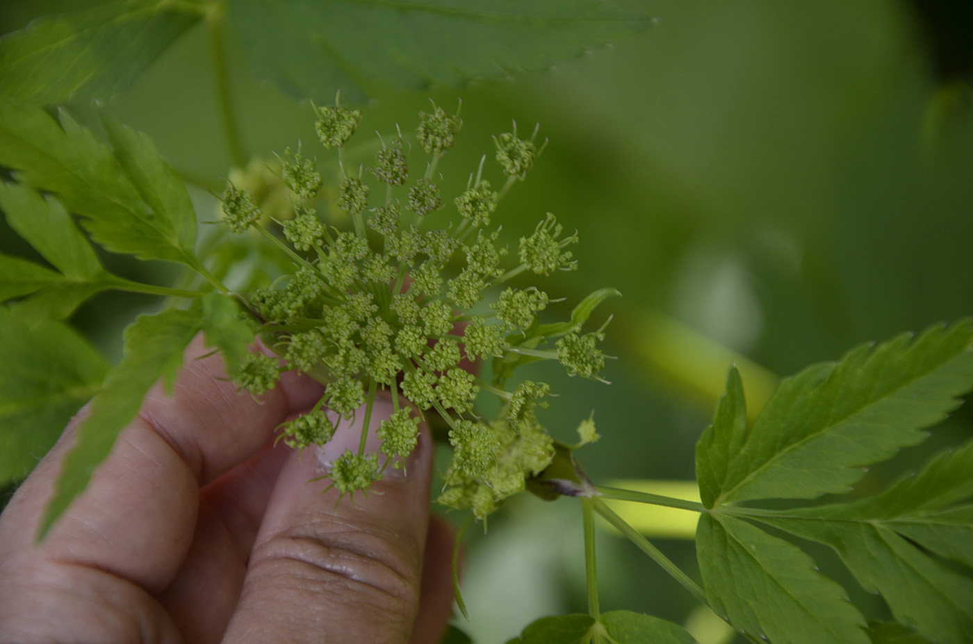 Изображение особи Macrosciadium physospermifolium.