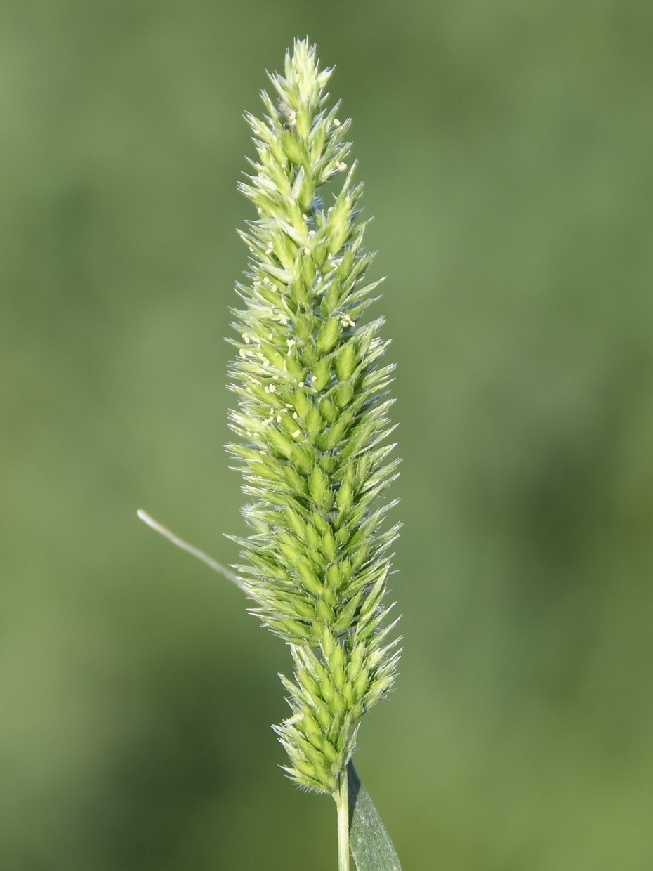 Image of Rostraria cristata specimen.