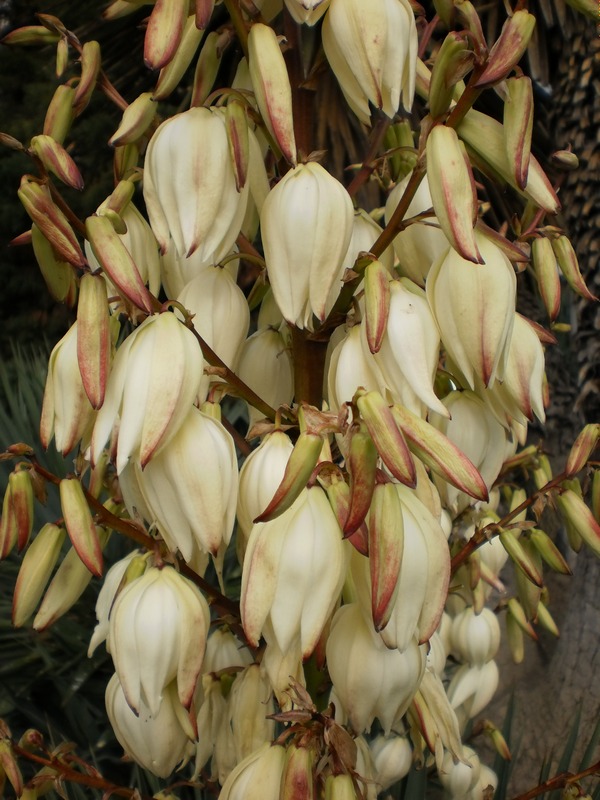 Image of Yucca gloriosa specimen.