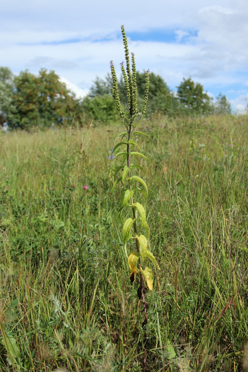 Изображение особи Veronica longifolia.