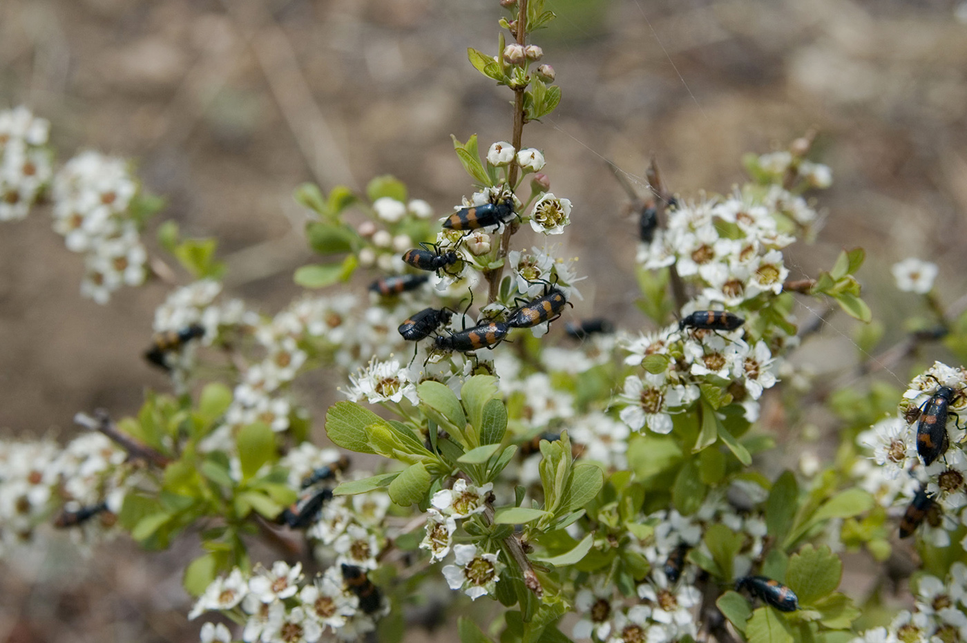 Image of Spiraea aquilegifolia specimen.