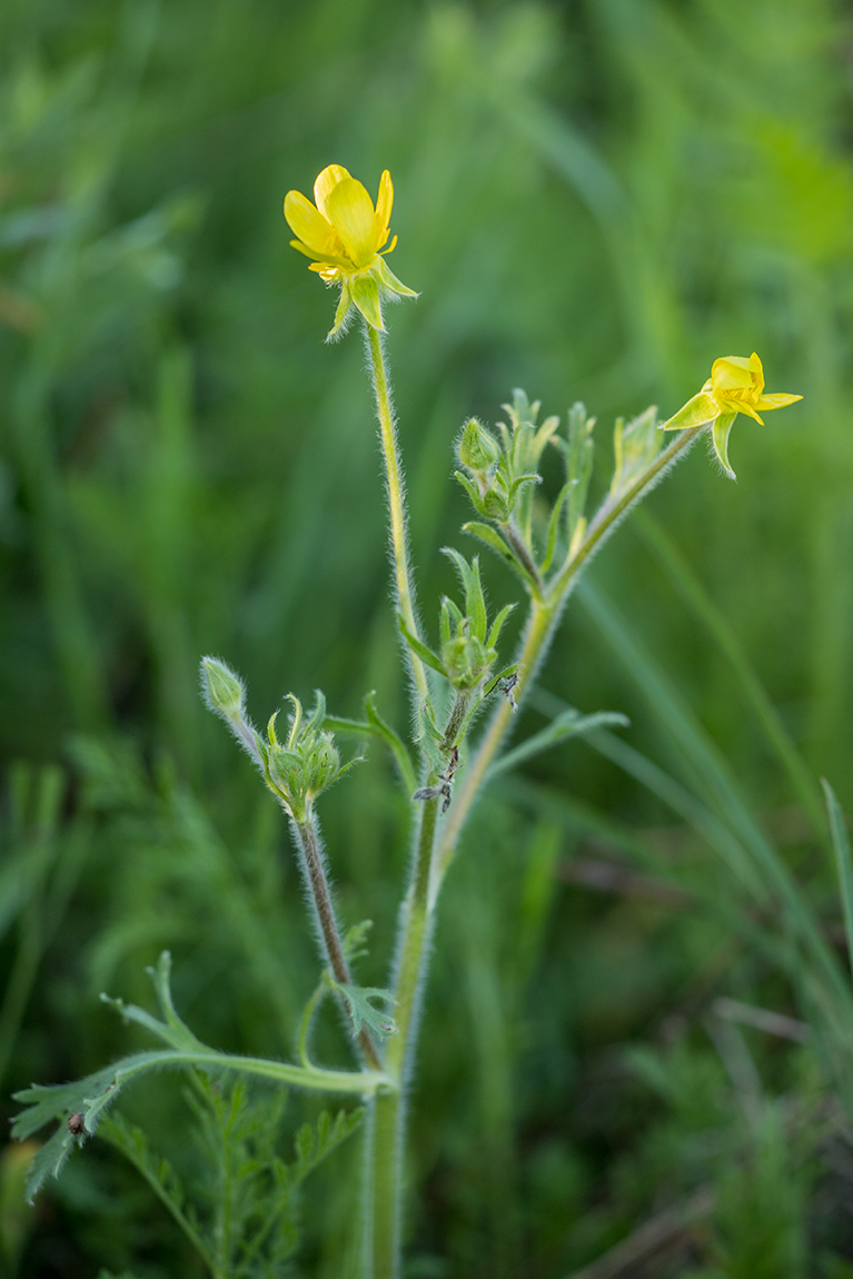 Изображение особи Ranunculus oxyspermus.