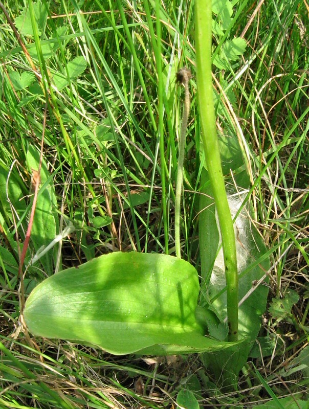 Image of Platanthera bifolia specimen.