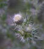 Cirsium echinus. Развивающиеся соцветия. Чечня, Шаройский р-н, окр. с. Чайры, выс. ок. 1550 м н.у.м. 24 июня 2024 г.