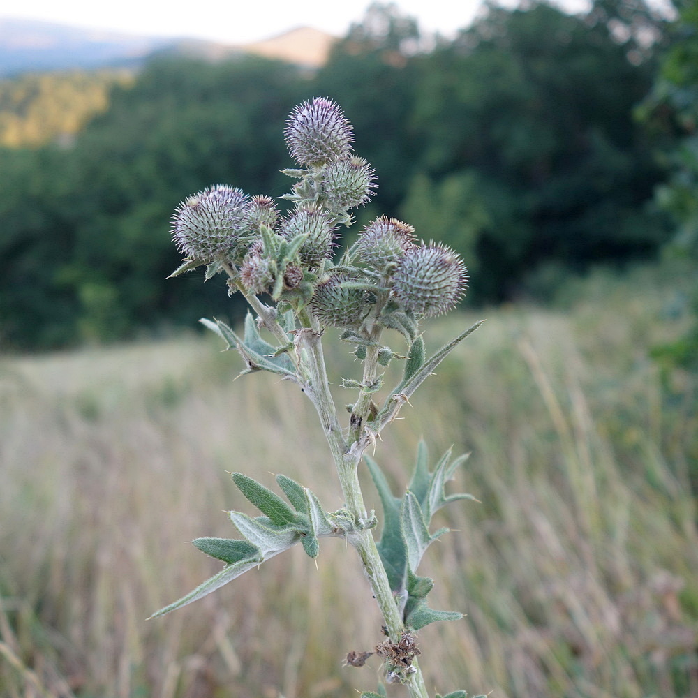 Image of Cirsium euxinum specimen.