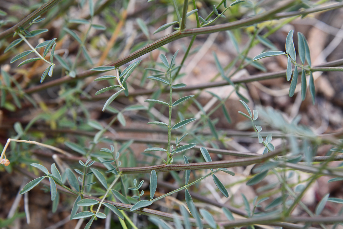 Image of Astragalus pseudomacropterus specimen.