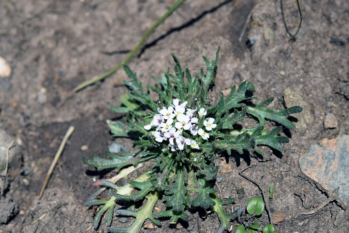 Image of Dimorphostemon glandulosus specimen.