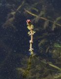 Myriophyllum spicatum