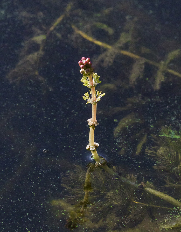 Изображение особи Myriophyllum spicatum.