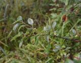 Rhamnus cathartica