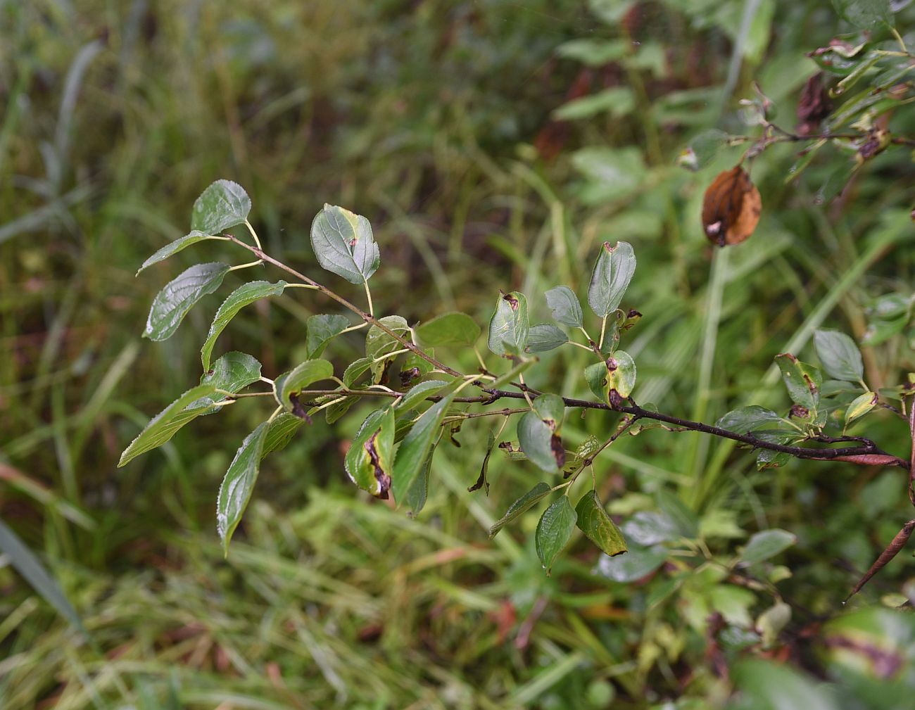 Image of Rhamnus cathartica specimen.