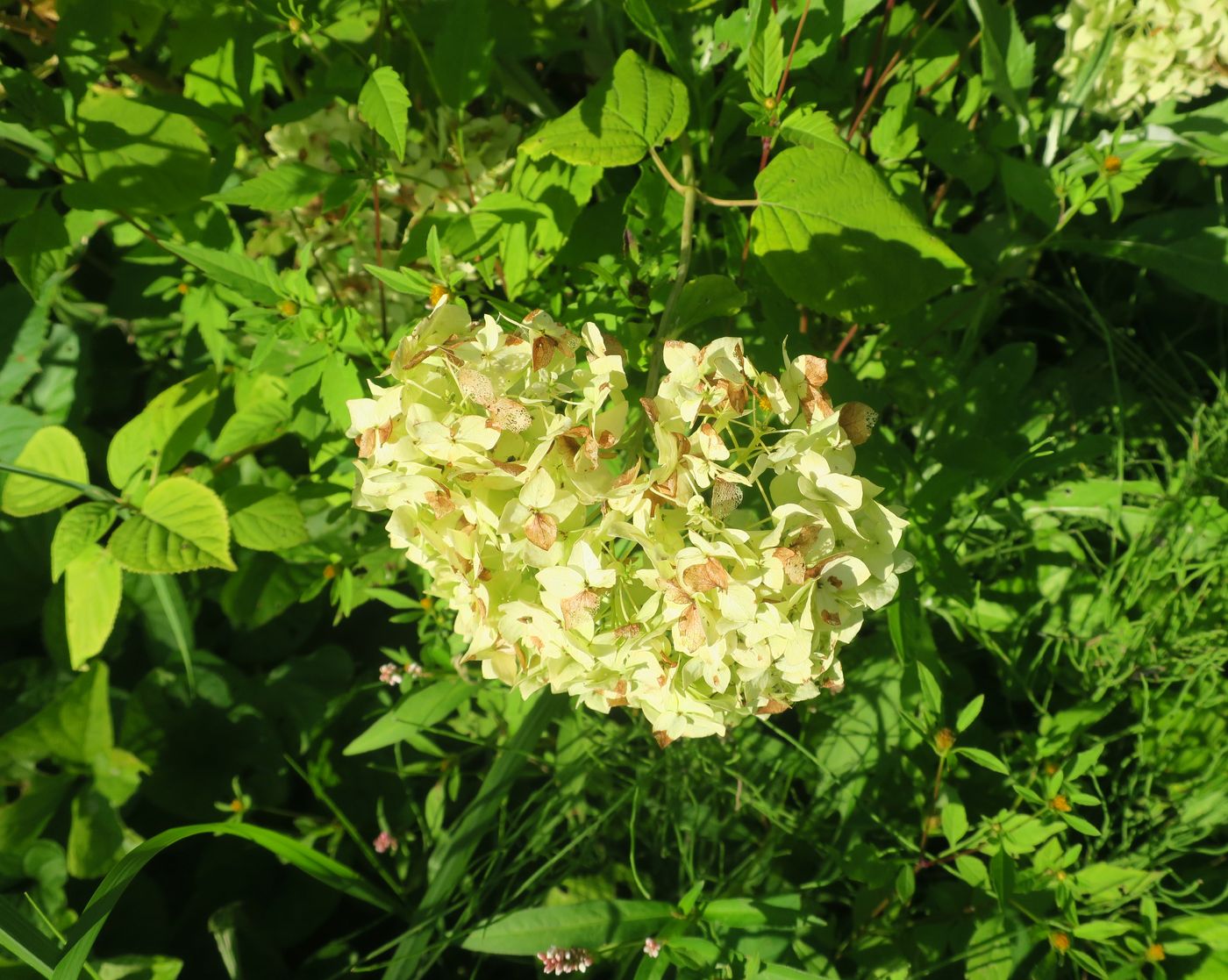 Image of Hydrangea macrophylla specimen.