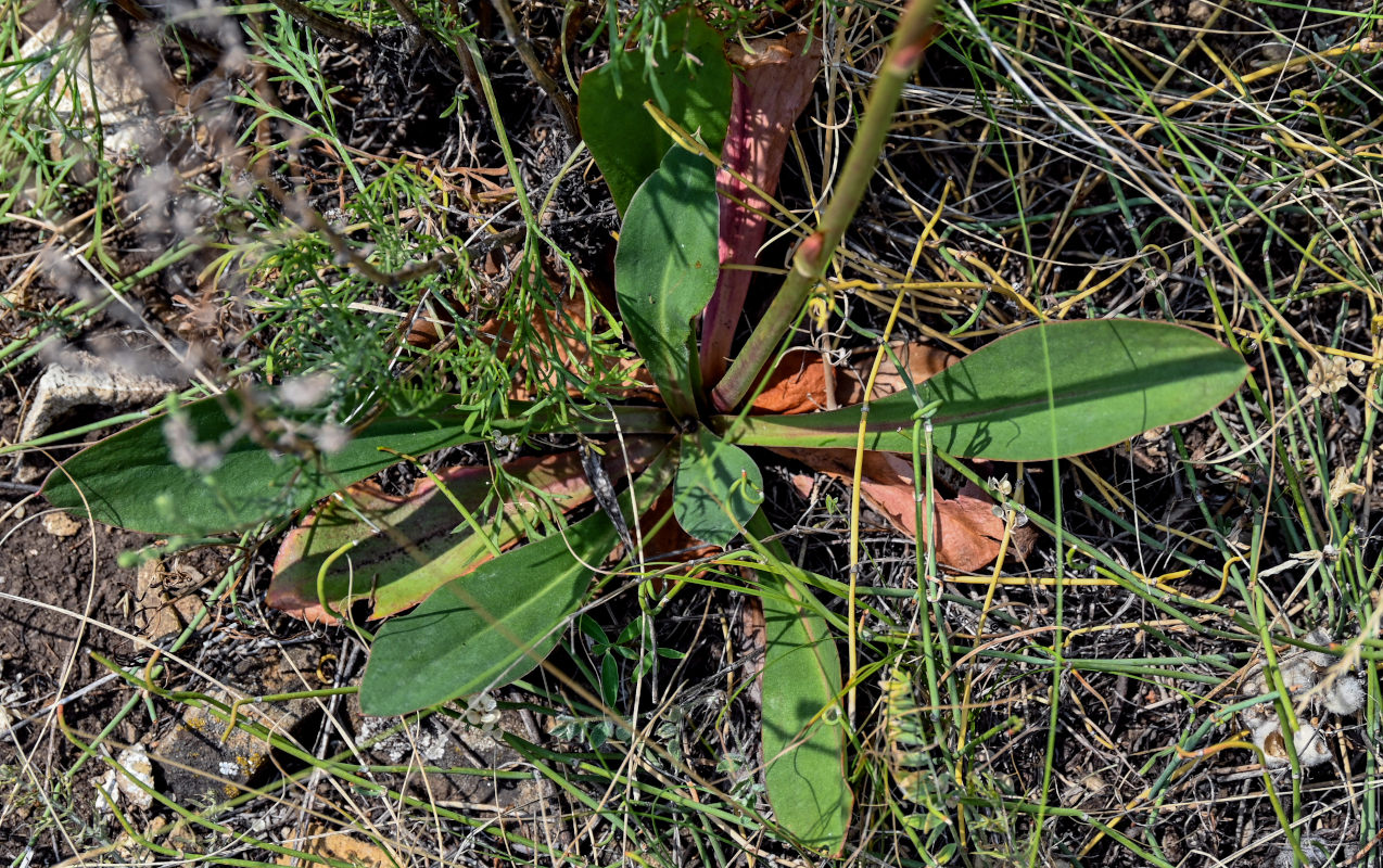 Изображение особи Goniolimon elatum.