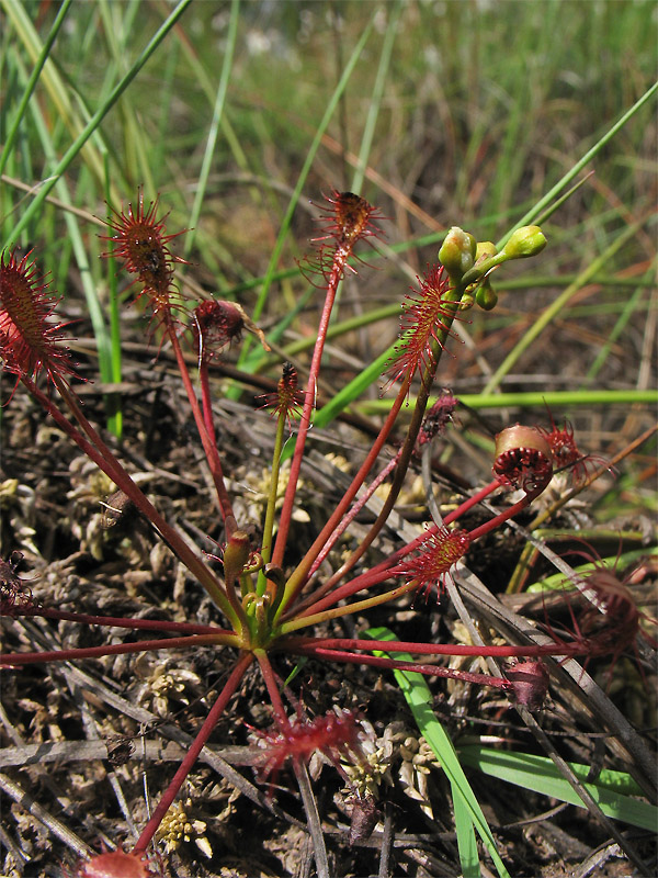 Изображение особи Drosera intermedia.