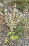 Salvia sclarea