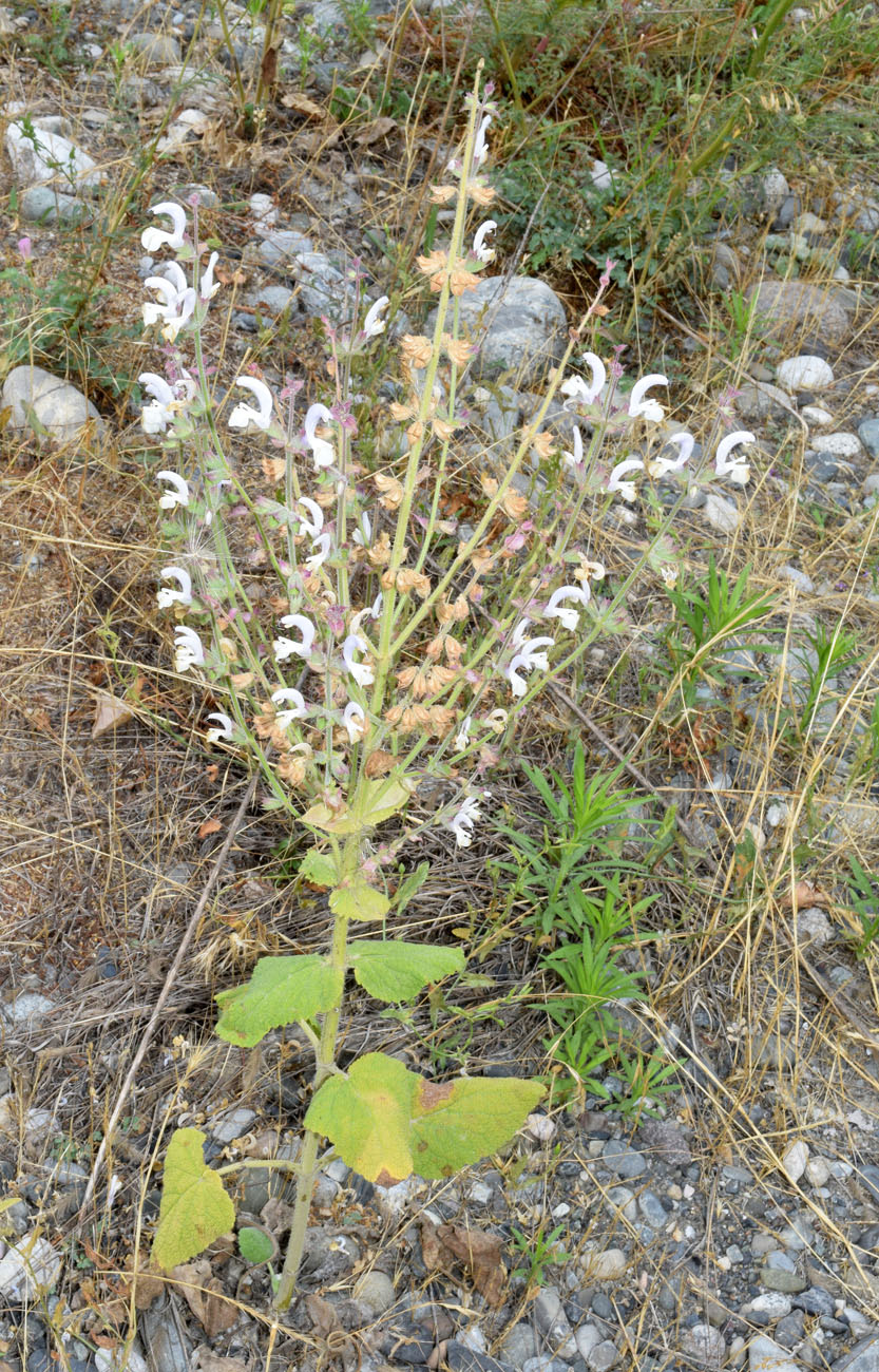 Изображение особи Salvia sclarea.