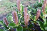 Salix arctica