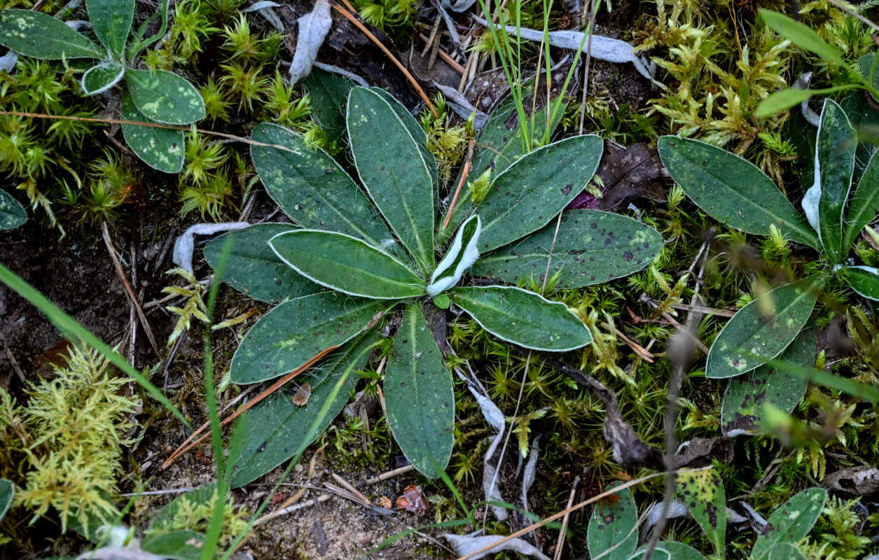 Изображение особи Pilosella officinarum.