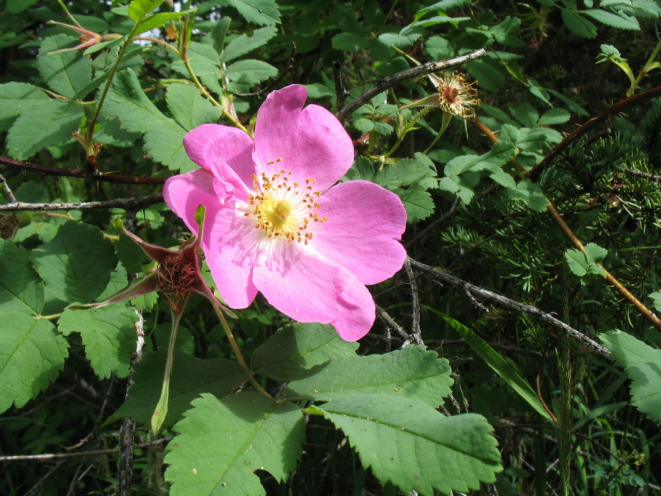 Изображение особи Rosa acicularis.