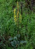 Verbascum nigrum. Верхушка цветущего и плодоносящего растения. Московская обл., Одинцовский гор. округ, окр. г. Звенигород, берег р. Москва, луг. 18.08.2024.