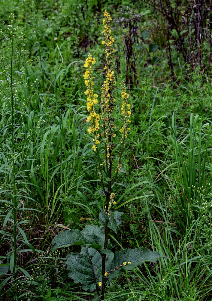 Image of Verbascum nigrum specimen.