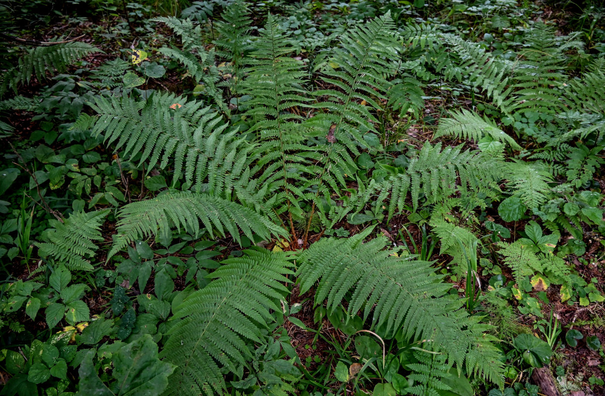 Image of Dryopteris filix-mas specimen.