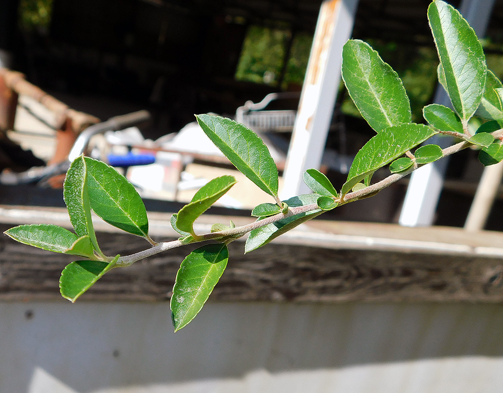 Image of Pyracantha crenulata specimen.