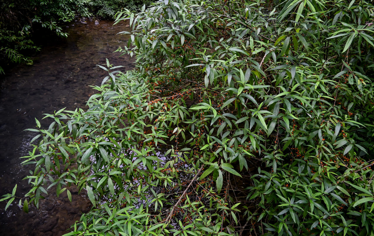 Image of Debregeasia longifolia specimen.