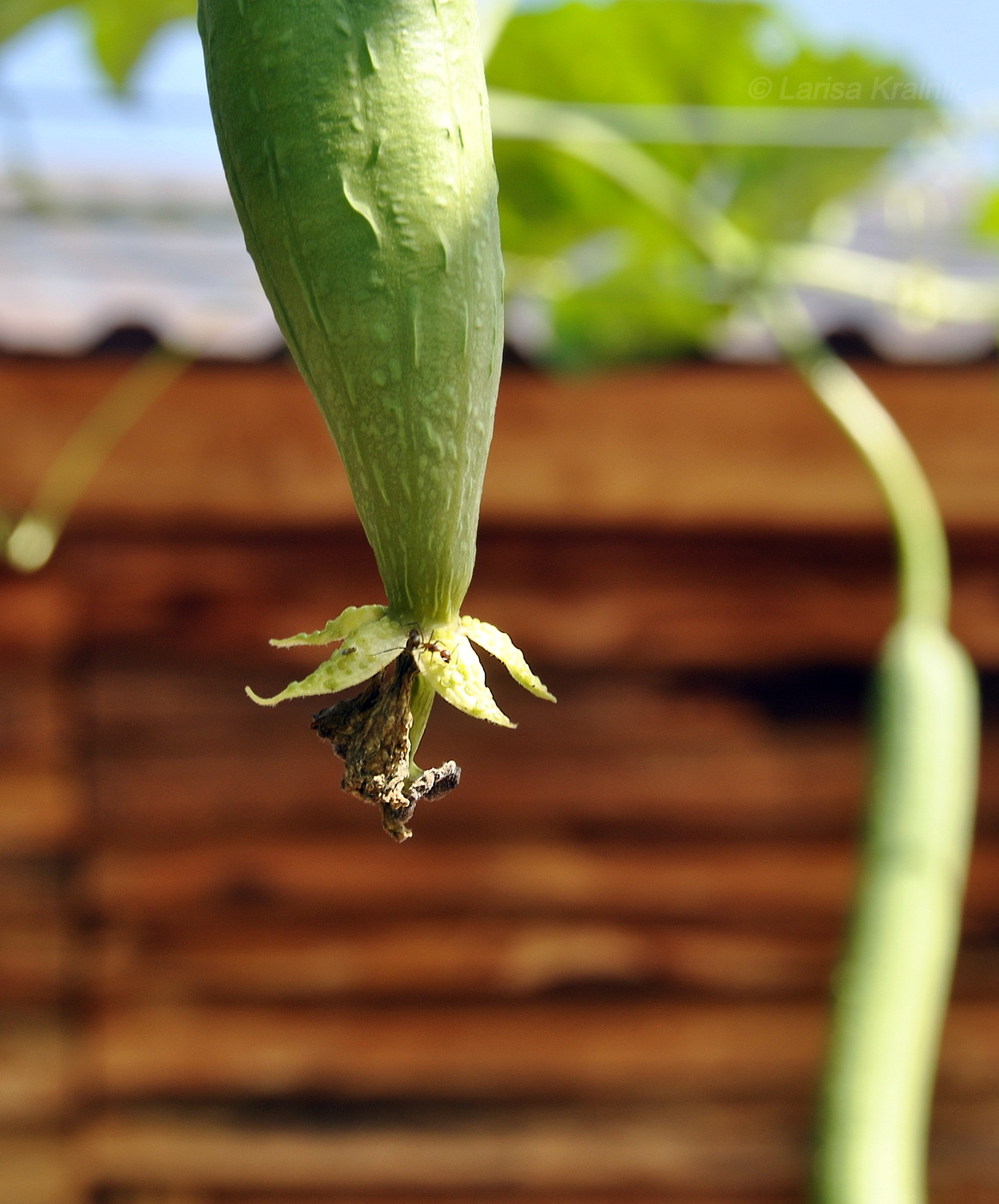 Image of familia Cucurbitaceae specimen.