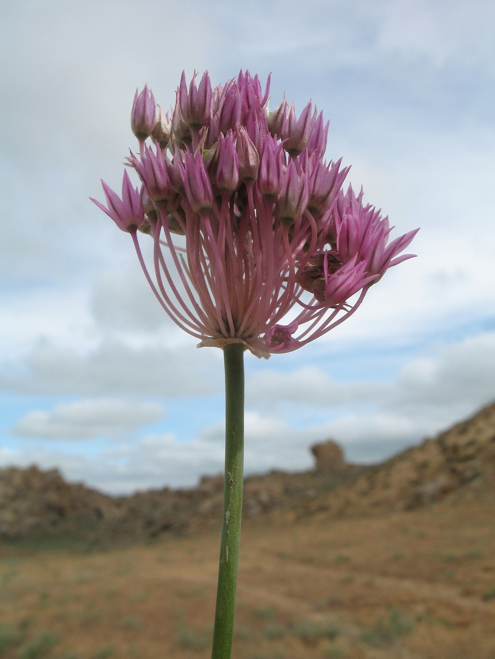 Изображение особи Allium albanum.