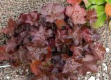 Heuchera × hybrida. Цветущее растение. Коми, г. Сыктывкар, придомовая территория, цветник. 13.09.2021.