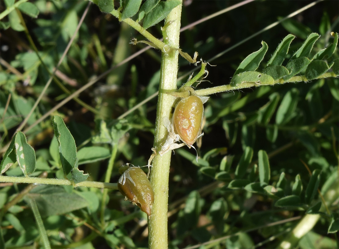 Image of Astragalus turkestanus specimen.