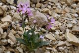 Смотреть изображение Spryginia crassifolia