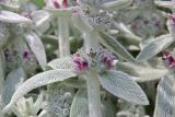 View full-size image Stachys byzantina