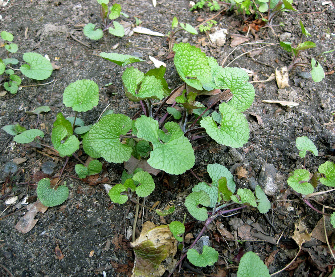 Image of Alliaria petiolata specimen.