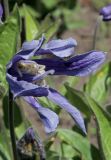 Смотреть изображение Clematis integrifolia