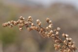 View full-size image genus Artemisia