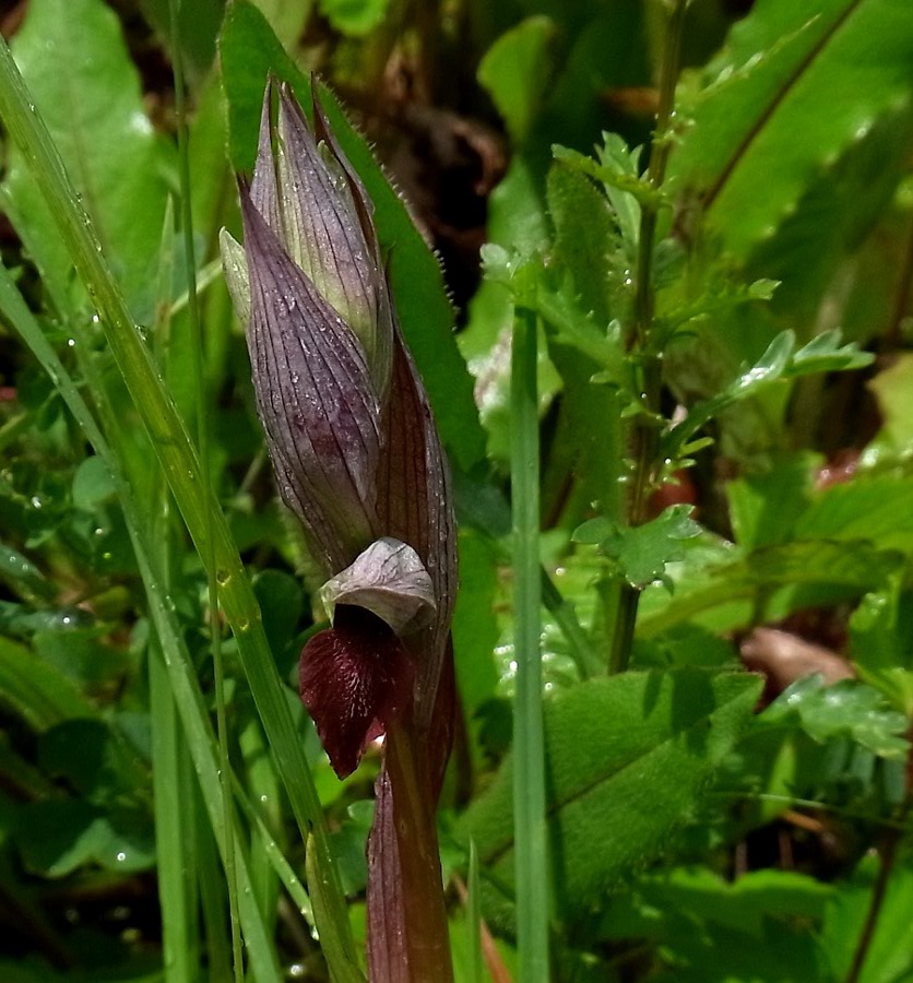 Image of Serapias cordigera specimen.