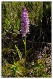 Dactylorhiza fuchsii