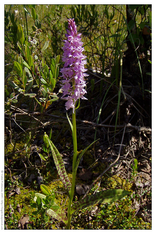 Изображение особи Dactylorhiza fuchsii.