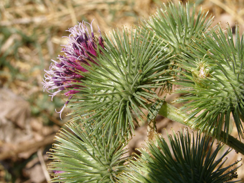 Изображение особи Arctium leiospermum.