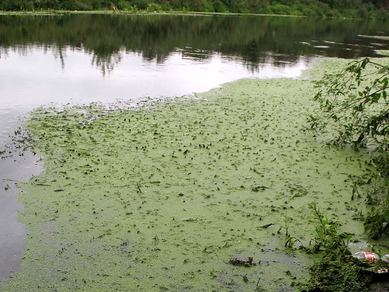 Image of Lemna minuta specimen.