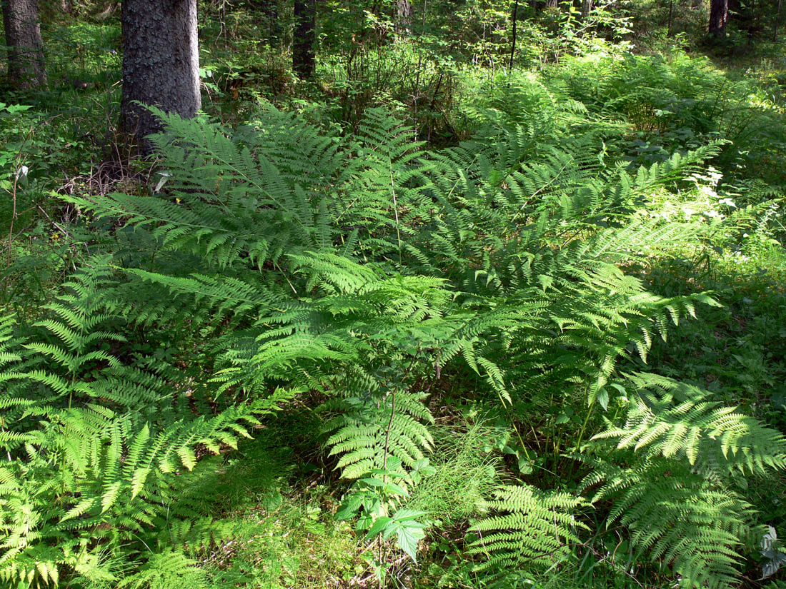 Изображение особи Athyrium filix-femina.