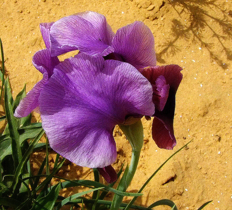 Image of Iris mariae specimen.